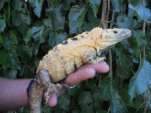 yellow banana pectinata