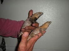 male female pair macs