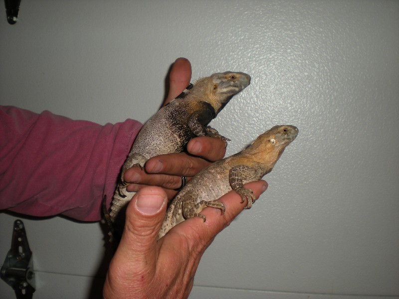 male female pair macs