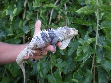 Melanosterna