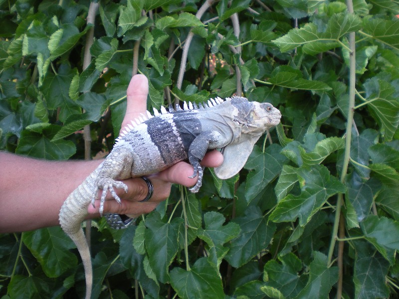 Melanosterna