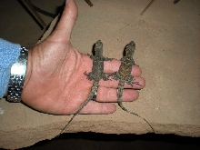 baby melanosterna