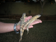 young pectinata's