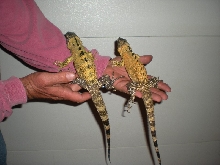 yearling pectinata's