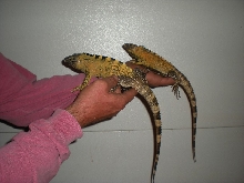 yearling pectinata's
