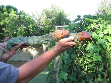 Caiman lizards