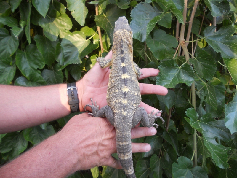 female