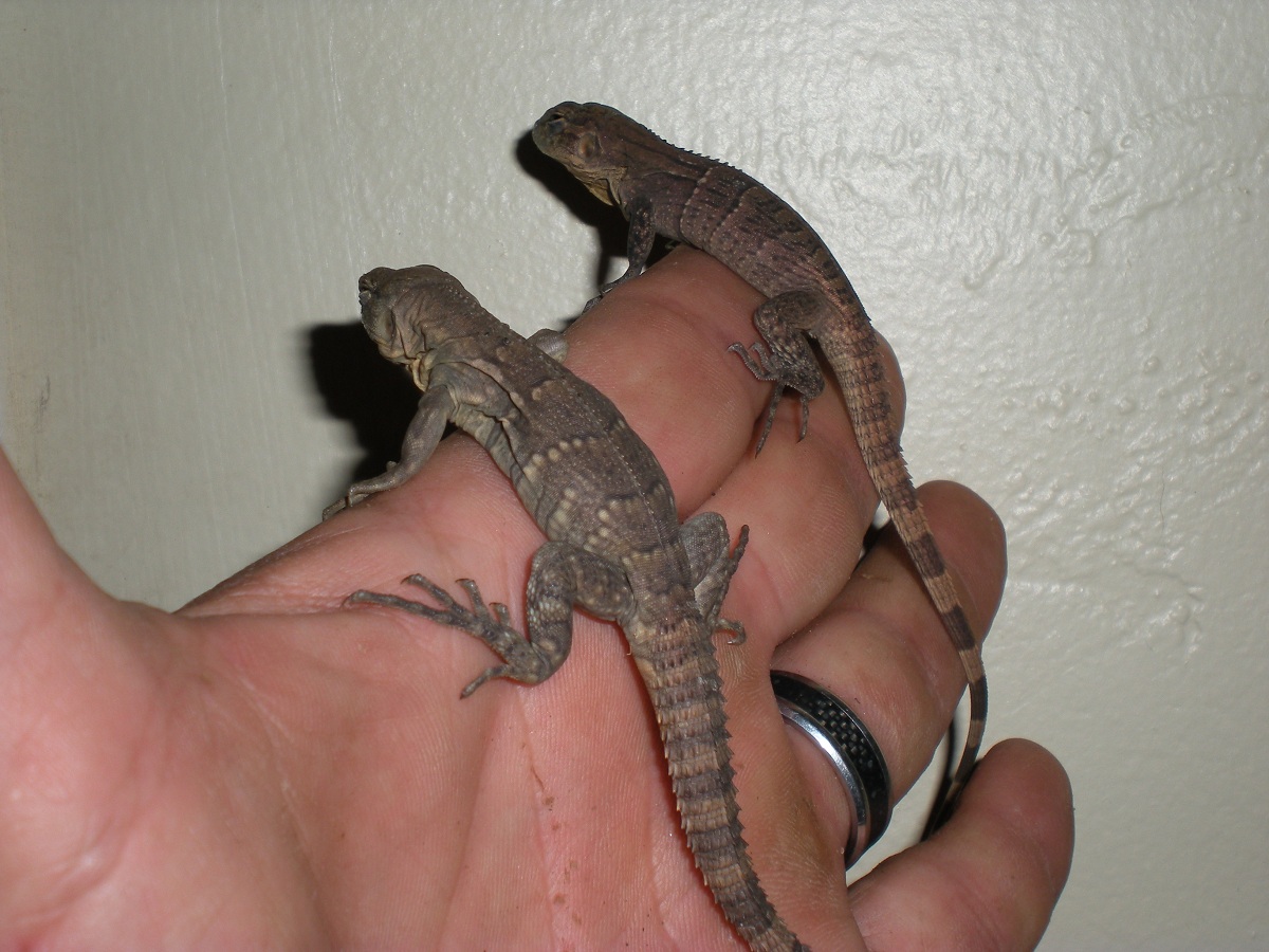 baby melano/palearis