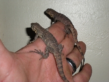 baby melano/palearis