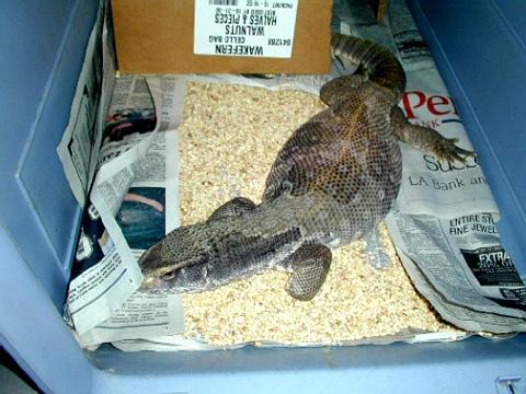 Smaug