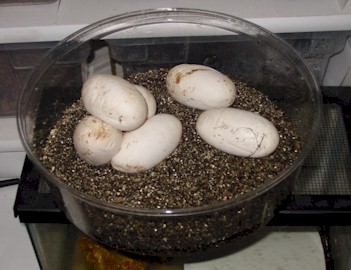 Woma eggs