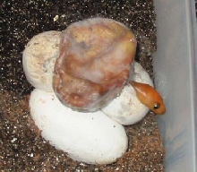 2003 woma