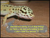 Leo vs Silkworm -Chapter 4