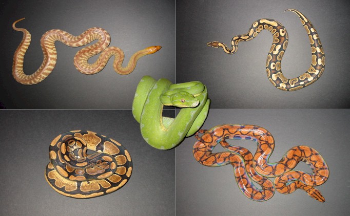 snakes