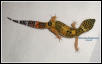 Tangerine Leopard Gecko juvenile