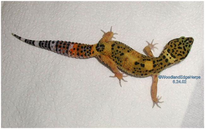 Tangerine Leopard Gecko juvenile