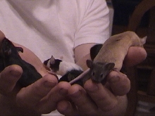 Fancy Mice babies in hand
