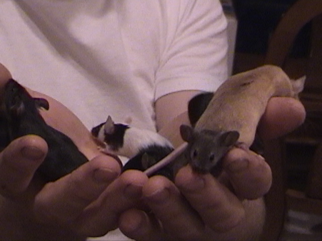 Fancy Mice babies in hand