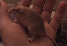 Fat Tan Mouse