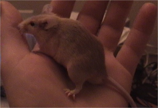 Fat Tan Mouse