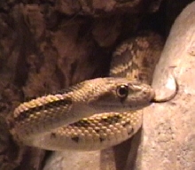 Great Basin Gopher
