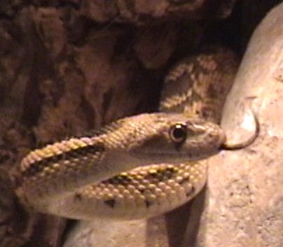 Great Basin Gopher
