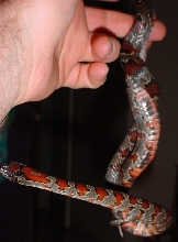 Mystery Snake 1