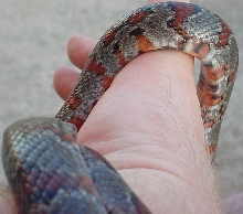 Mystery Snake 2