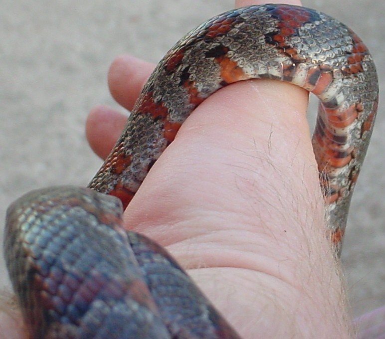 Mystery Snake 2