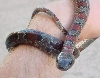 Mystery Snake 3