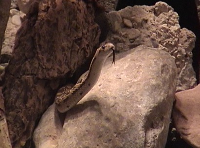 Surveying Gopher Snake