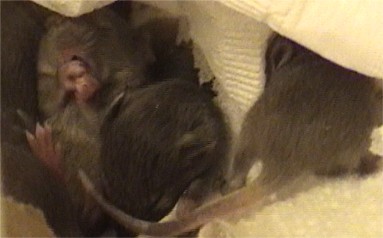 Baby Mouse cleaning itself
