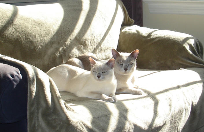Teyla & Rugby, 2 yrs 3 mos