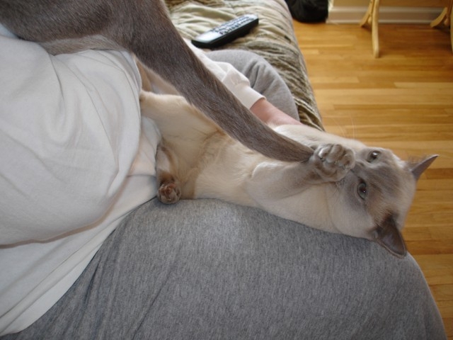 I got TAIL!