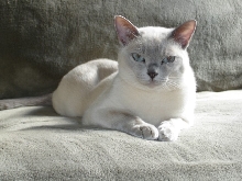 Tey'a's typical 'tude.