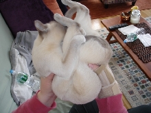 Clamshell