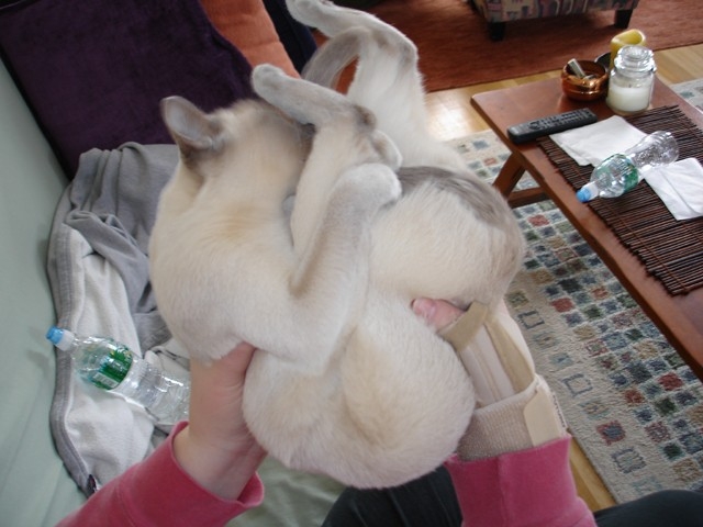 Clamshell