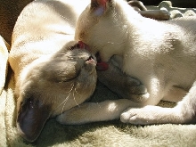 Double lick!