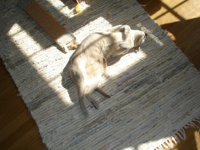 Love my SUN!