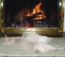 Toasty Tonks
