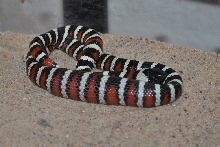 Lampropeltis Zonata Multicincta