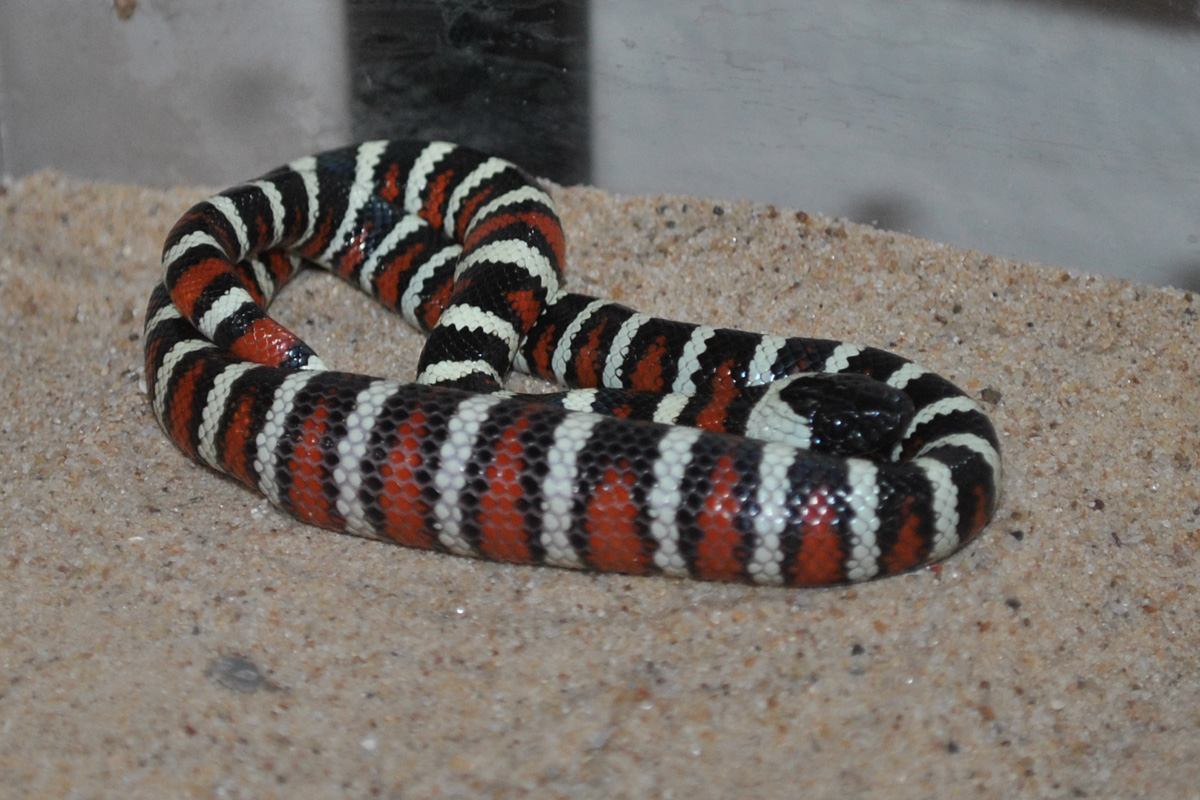Lampropeltis Zonata Multicincta