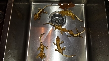 Crested Geckos for Sale #1