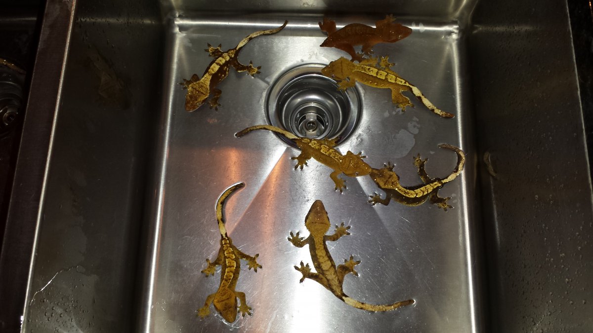 Crested Geckos for Sale #1