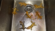 Crested Geckos For Sale #2