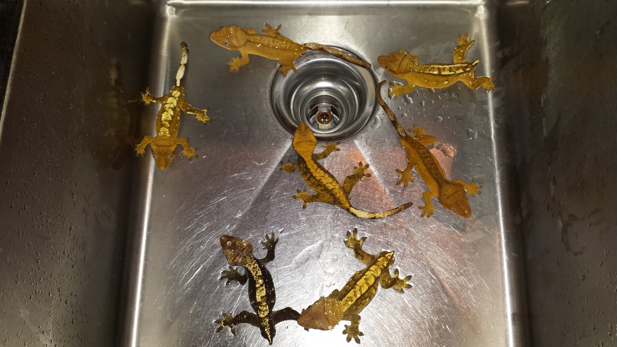 Crested Geckos For Sale #2
