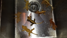 Crested Geckos for Sale #3