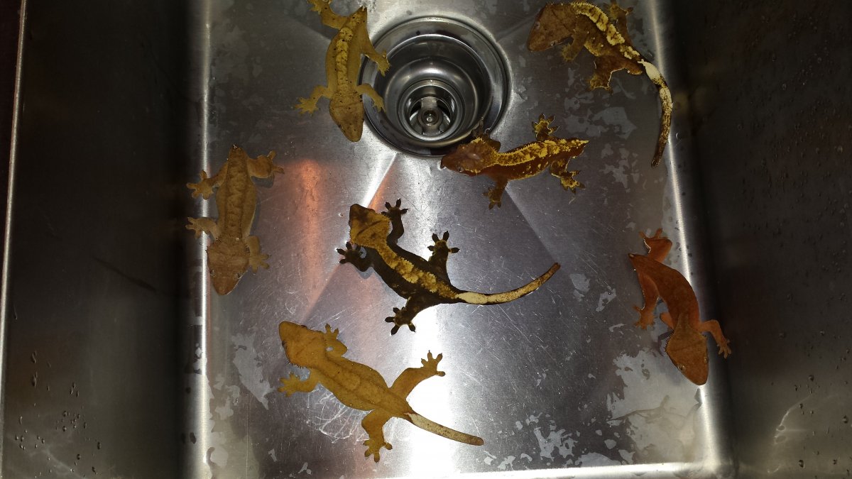 Crested Geckos for Sale #3