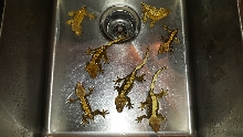 Crested Geckos for Sale #4