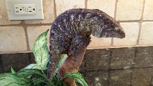 LeachieFemale1a